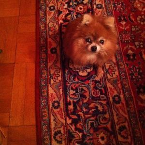 Meet your Posher, Wendy